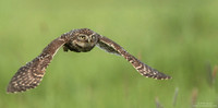 Little owl
