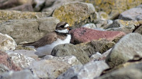 Ring necked plover