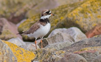 Plovers