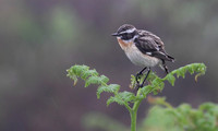Whinchat