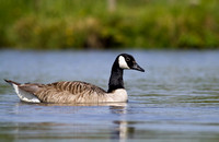 Canada Goose