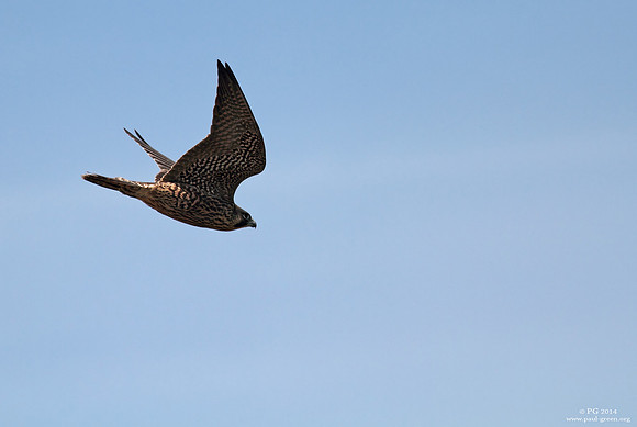 Peregrine juvenile