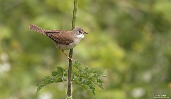 Whitethroat