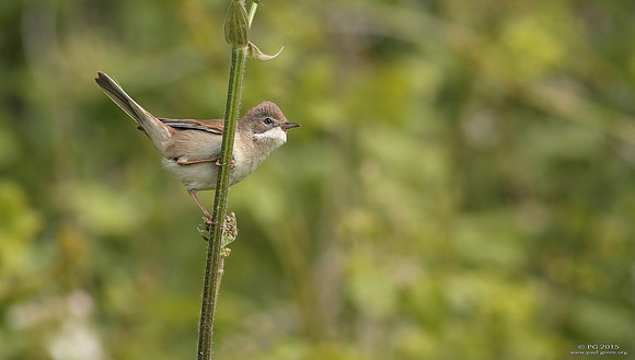 Whitethroat