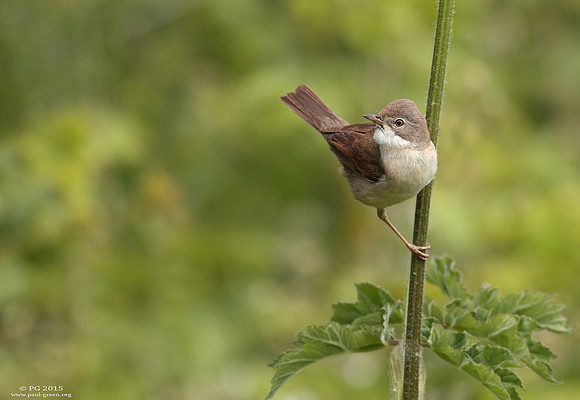 Whitethroat