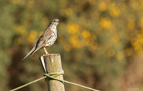 Mistle thrush
