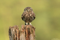 Little owl