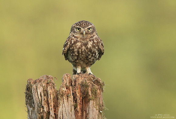 Little owl