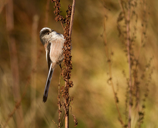 Long tailed tit