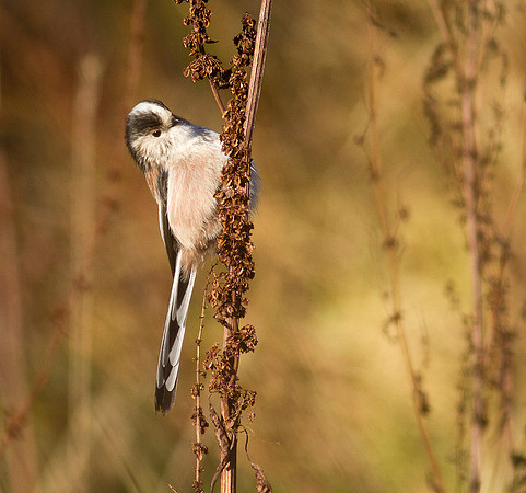 Long tailed tit