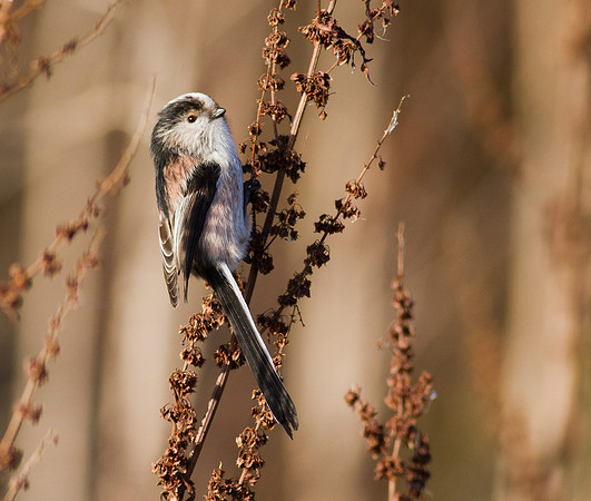 Long tailed tit