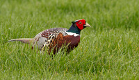 Pheasant male