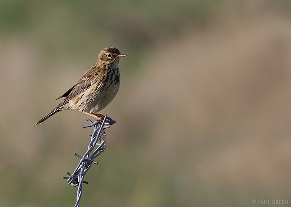Meadow pipit