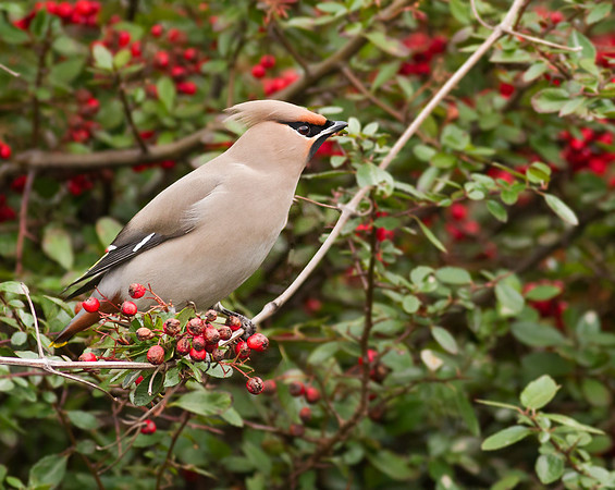 Waxwing