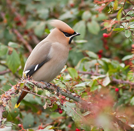 Waxwing