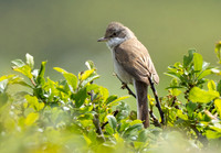Whitethroat