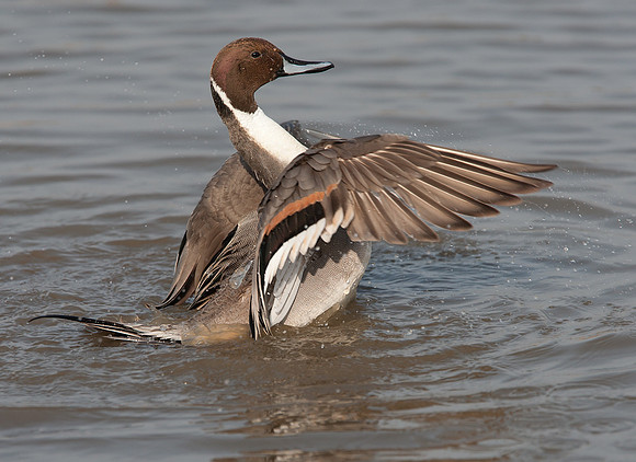 Pintail