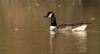Canada Goose