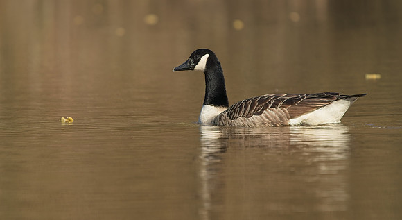 Canada Goose