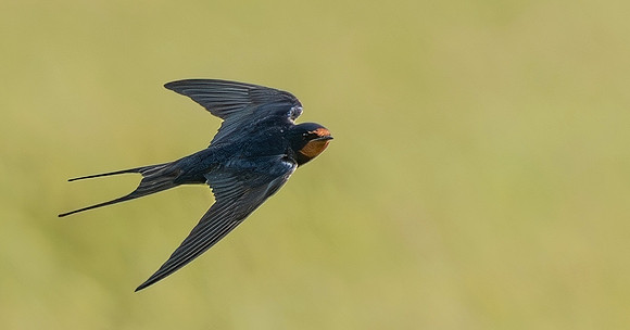 Swallow