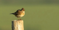 Skylark