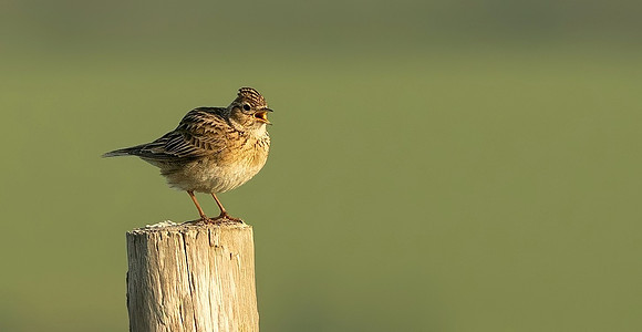 Skylark