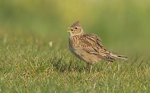 Skylark
