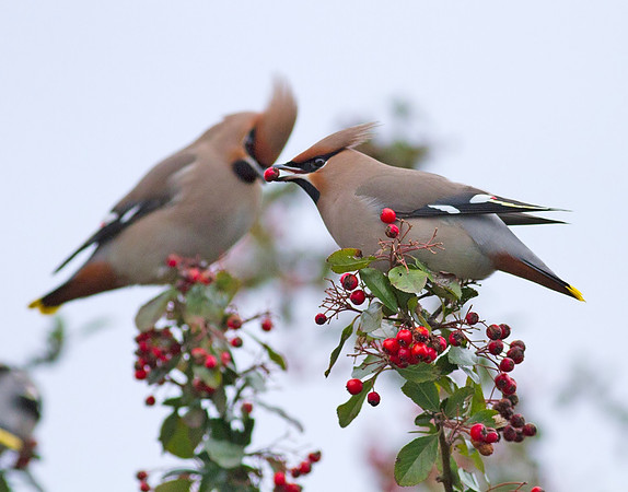Waxwing