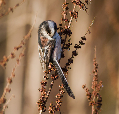 Long tailed tit