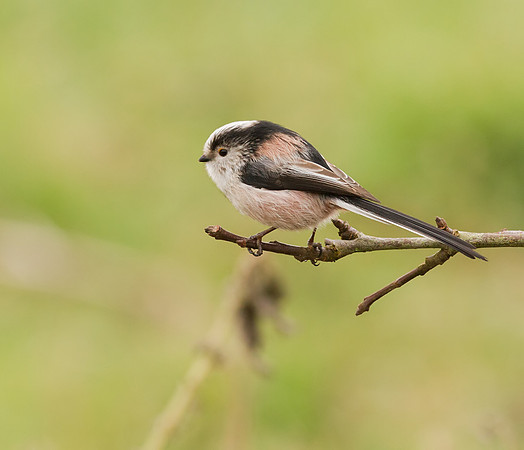 Long tailed tit