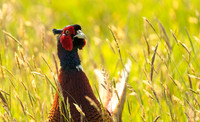 Pheasant