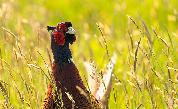 Pheasant
