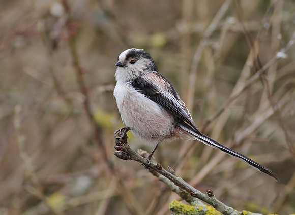Long tailed tit