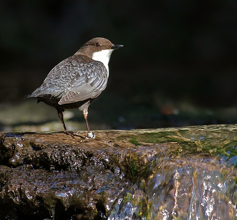 Dipper