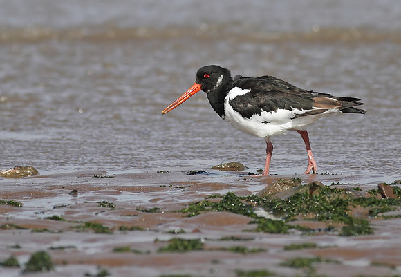 Oystercatcher