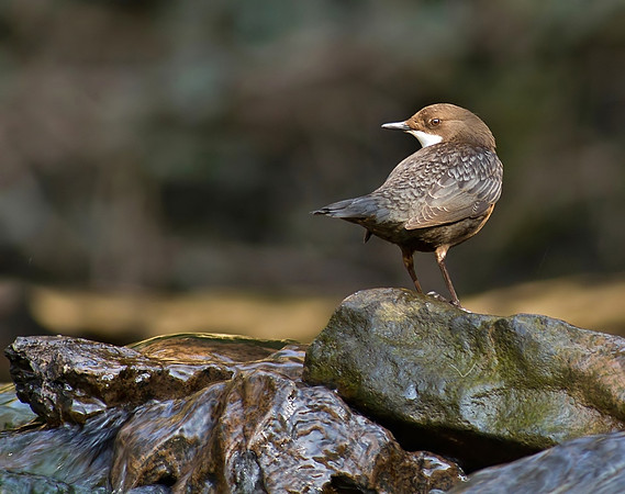 Dipper