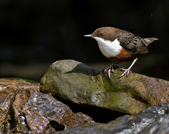 Dipper