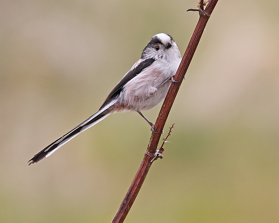Long tailed tit