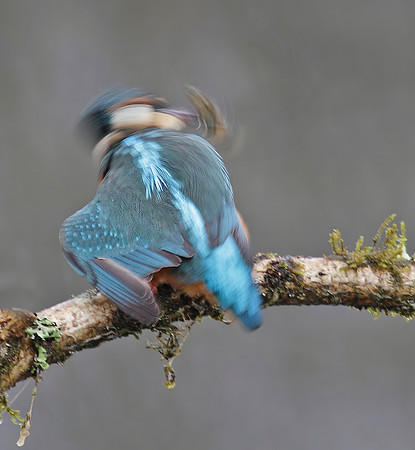 Kingfisher