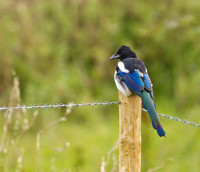 Magpie