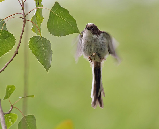 Long tailed tit