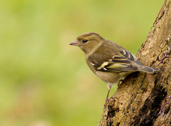 Chaffinch female