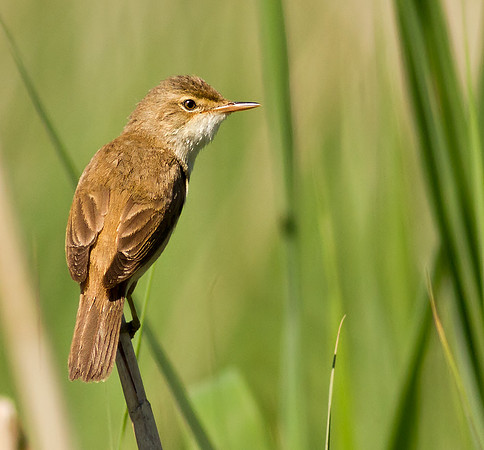 Reed Warbler