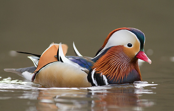 Mandarin male