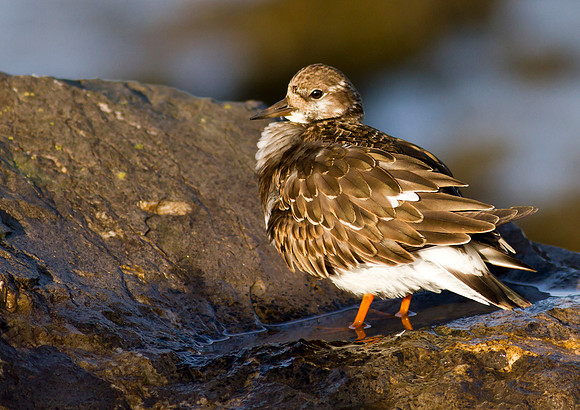 Turnstone