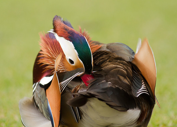 Mandarin male