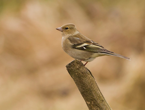 Chaffinch female