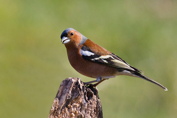 Chaffinch male