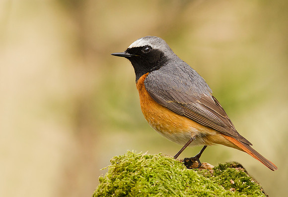 Redstart