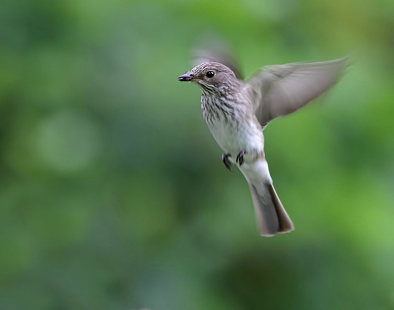 Spotted flycatcher